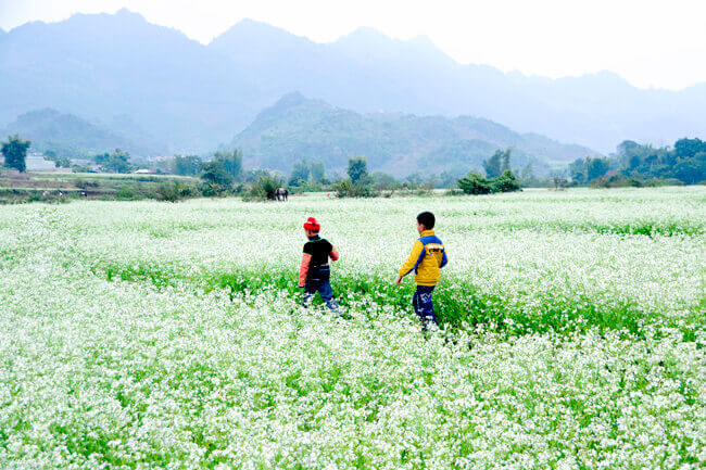 Hà Nội Mộc Châu 2 Ngày 1 Đêm - Oto